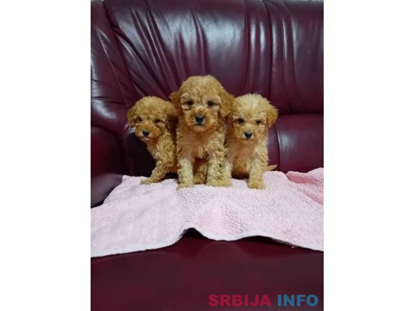 Maltipoo stenci