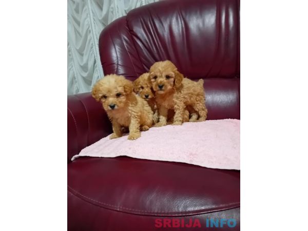 Maltipoo stenci