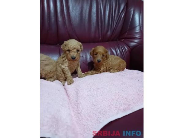 Maltipoo stenci
