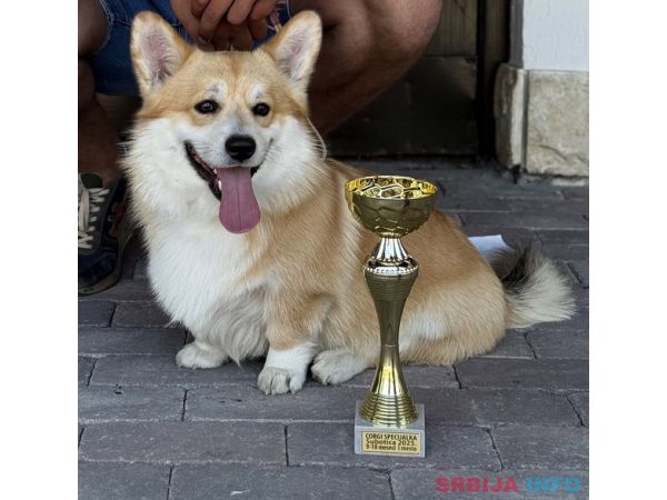 Korgi &scaron;tenci na prodaju