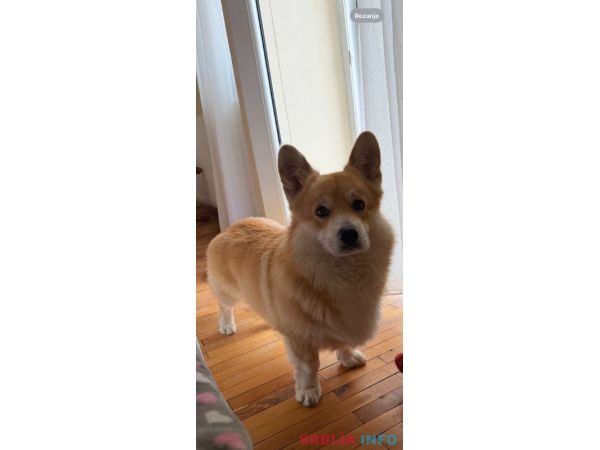 Korgi &scaron;tenci na prodaju