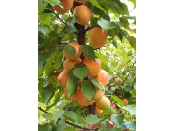 Rezervacije u toku za sadnju voćnih sadnica