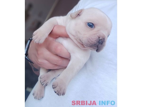 Francuski BULDOG stenci 