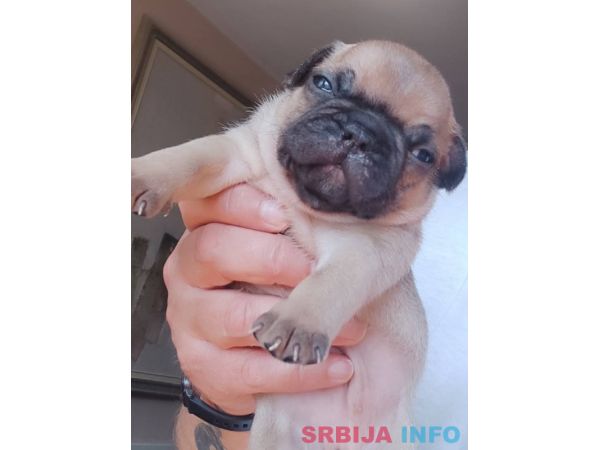 Francuski BULDOG stenci 