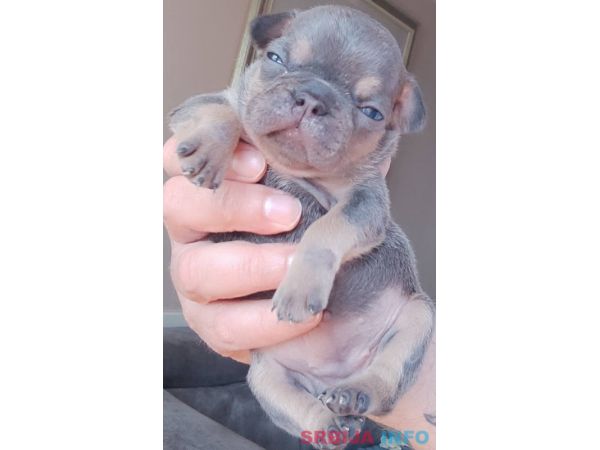 Francuski BULDOG stenci 