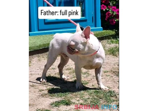 Francuski BULDOG stenci 