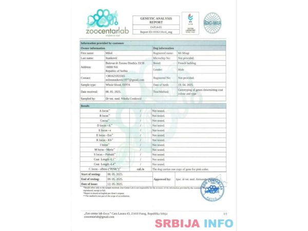 Francuski BULDOG stenci 