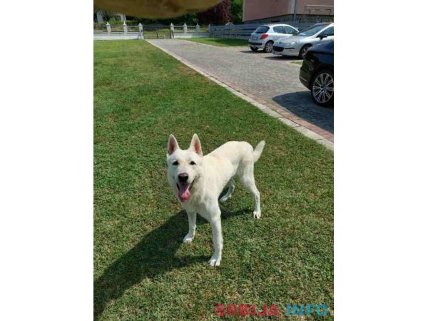 Beli svajcarski ovčar od vrhunskog porekla 