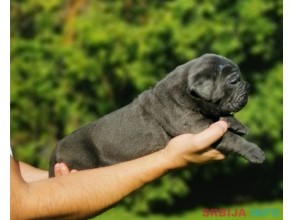 Cane Corso Kane Korso žensko štene