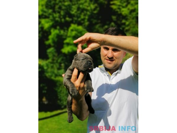 Cane Corso Kane Korso žensko štene