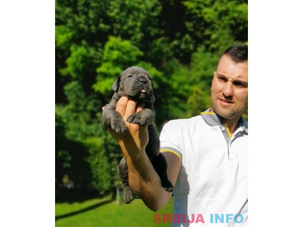 Cane Corso Kane Korso žensko štene