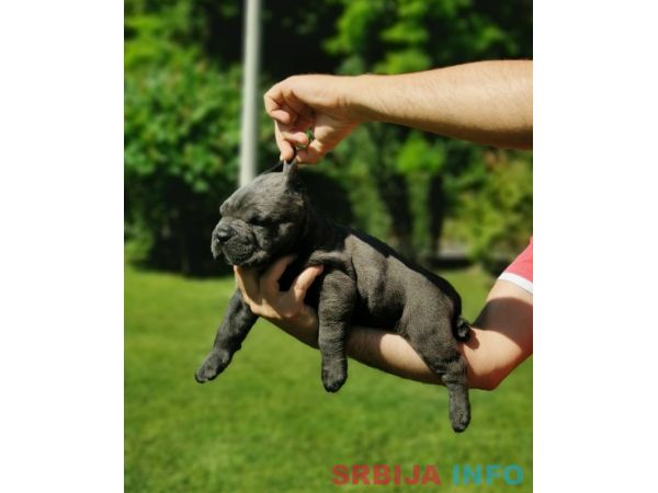Cane Corso Kane Korso žensko štene