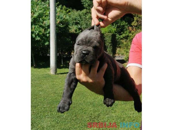 Cane Corso Kane Korso žensko štene
