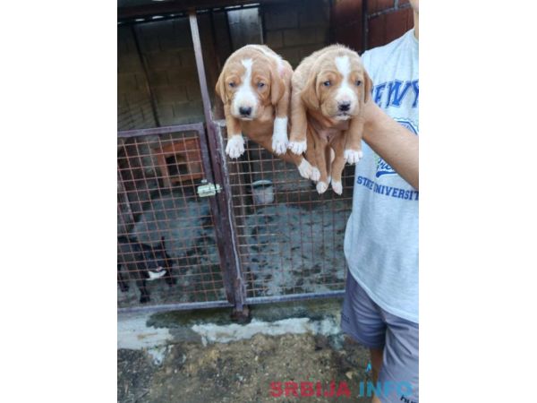 POSAVSKI GONI&Scaron; &scaron;tenci 