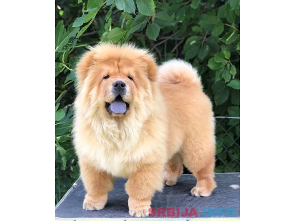 Chow Chow / Čau Čau &scaron;tenci