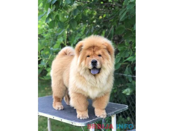 Chow Chow / Čau Čau &scaron;tenci