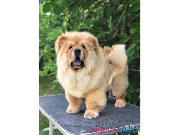 Chow Chow / Čau Čau &scaron;tenci