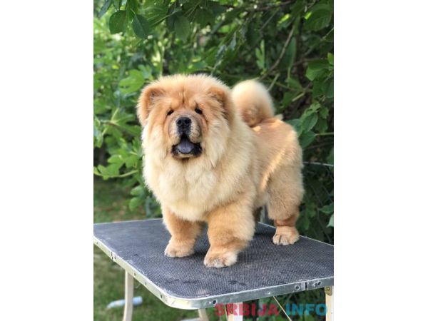 Chow Chow / Čau Čau &scaron;tenci