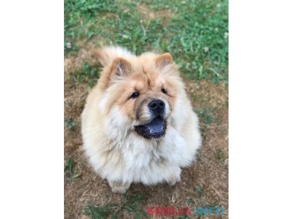 Chow Chow / Čau Čau &scaron;tenci