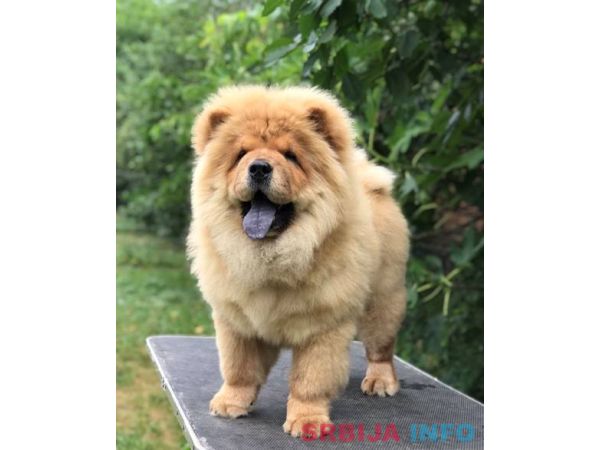 Chow Chow / Čau Čau &scaron;tenci