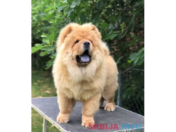 Chow Chow / Čau Čau &scaron;tenci