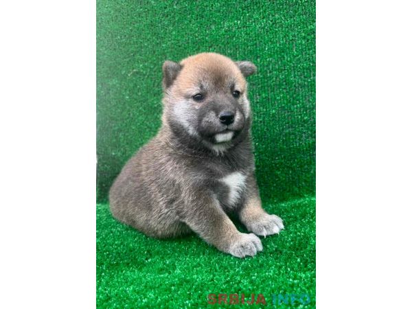 Shiba inu &scaron;tenci