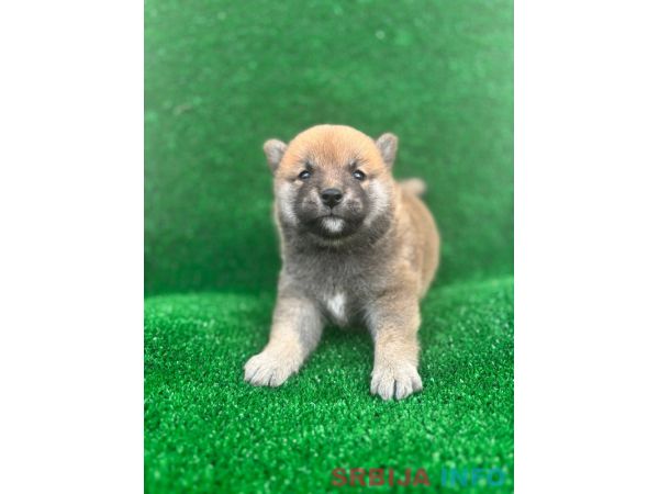 Shiba inu &scaron;tenci