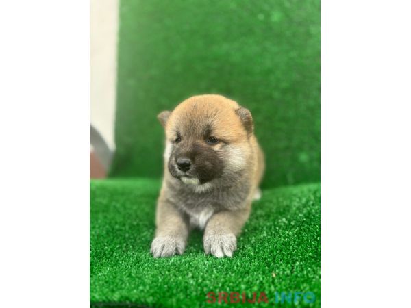 Shiba inu &scaron;tenci