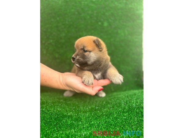 Shiba inu &scaron;tenci