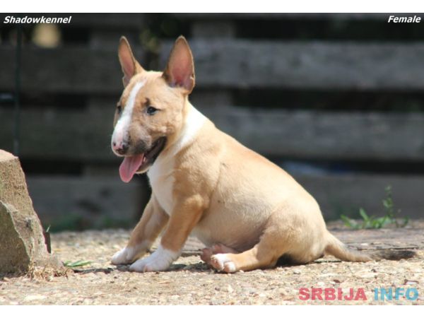 Mini Bull Terijer prelepi stenci