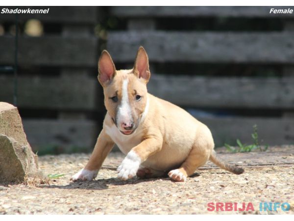 Mini Bull Terijer prelepi stenci