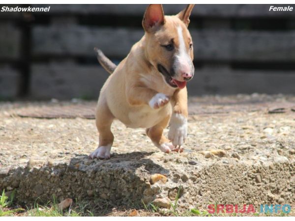 Mini Bull Terijer prelepi stenci