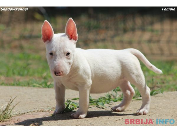 Mini Bull Terijer prelepi stenci