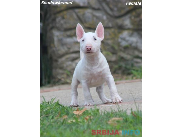 Mini Bull Terijer prelepi stenci