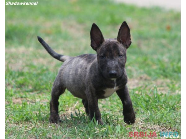 Mini Bull Terijer prelepi stenci