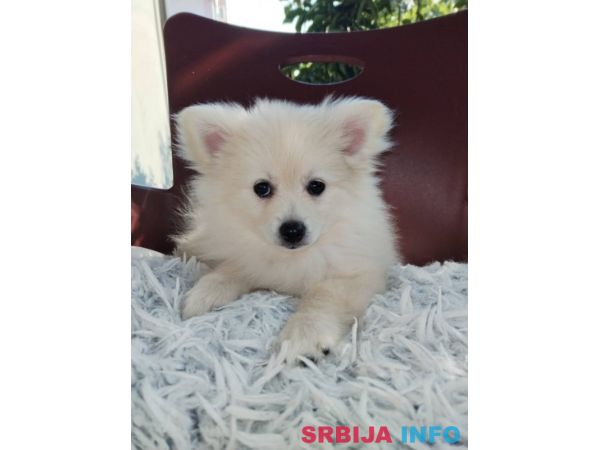 Na prodaju &scaron;tenci nemačkog &scaron;pica 