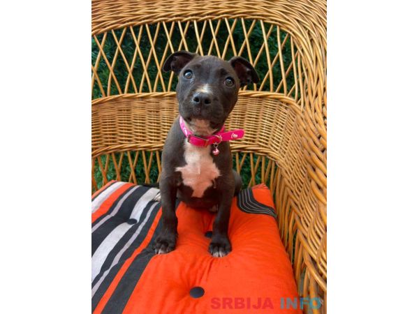 Pit Bull terijer prelepi stenci