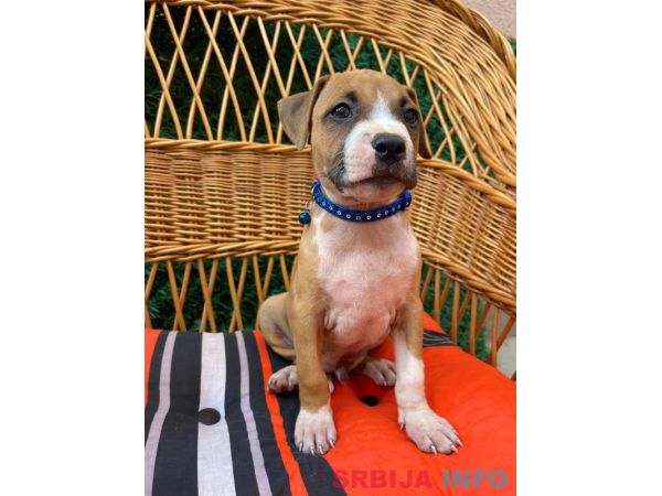 Pit Bull terijer prelepi stenci