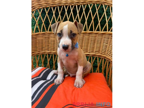 Pit Bull terijer prelepi stenci
