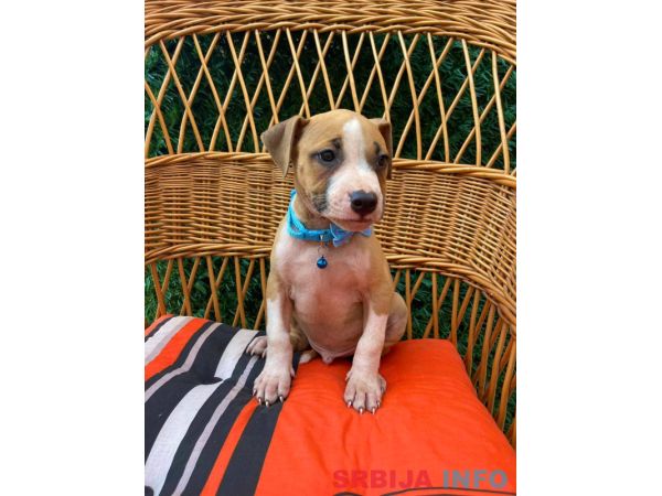 Pit Bull terijer prelepi stenci