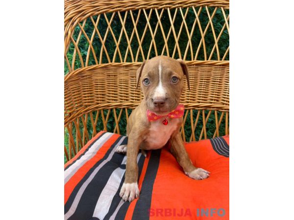 Pit Bull terijer prelepi stenci