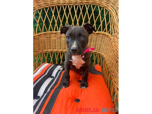 Pit Bull terijer prelepi stenci