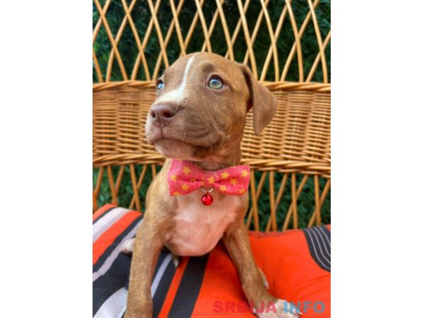 Pit Bull terijer prelepi stenci