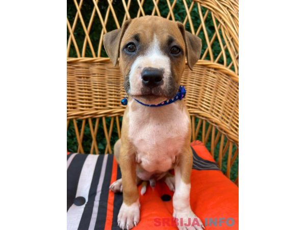 Pit Bull terijer prelepi stenci
