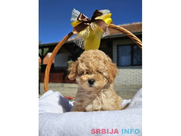 Prelepe bebe aprikot PUDLE traže nove drugare 