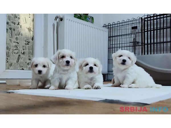 Coton de Tulear