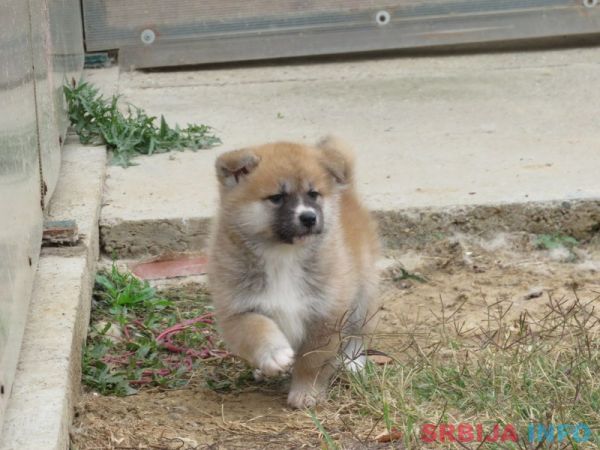 Prodajemo stence japanskih Akita