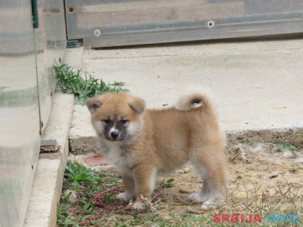 Prodajemo stence japanskih Akita