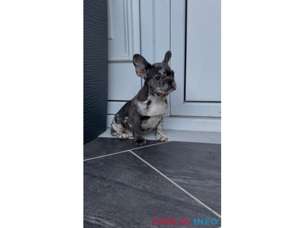 Zenka francuskog buldoga