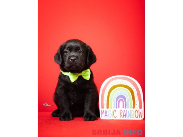 Crni i braon mužjak Labrador retrivera 